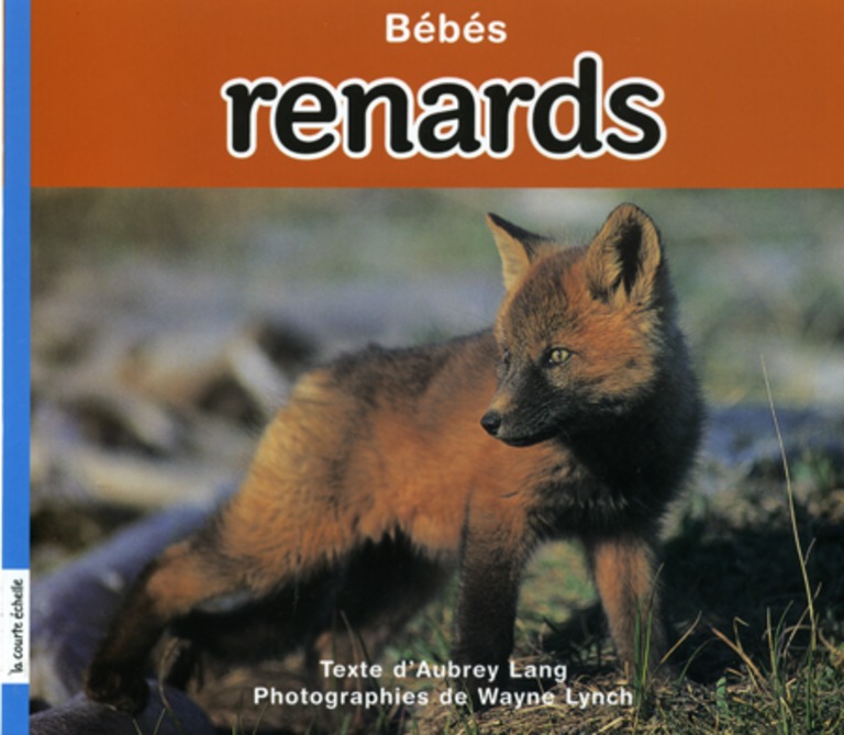 Bébés renards