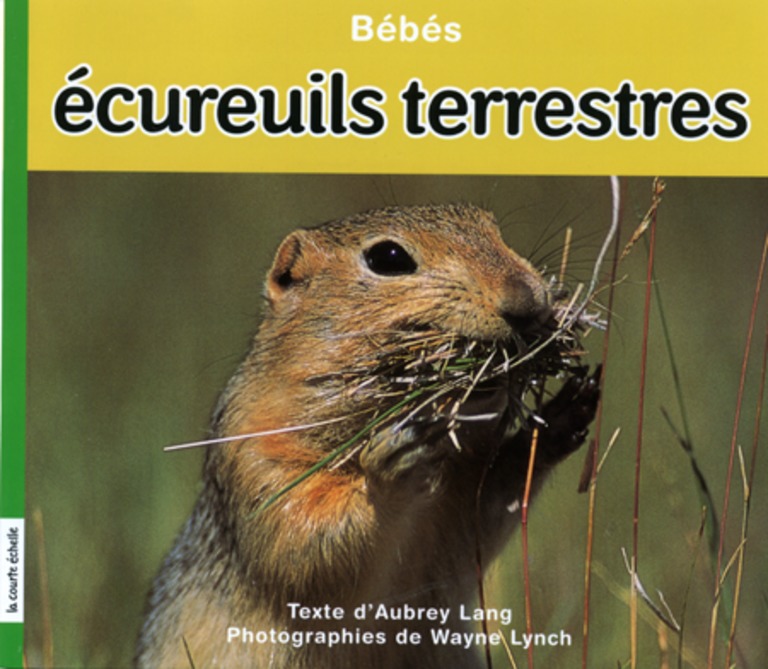 Bébés écureuils terrestres