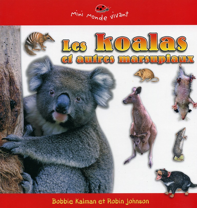 Les koalas et autres marsupiaux