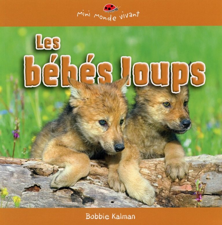 Bébé loup