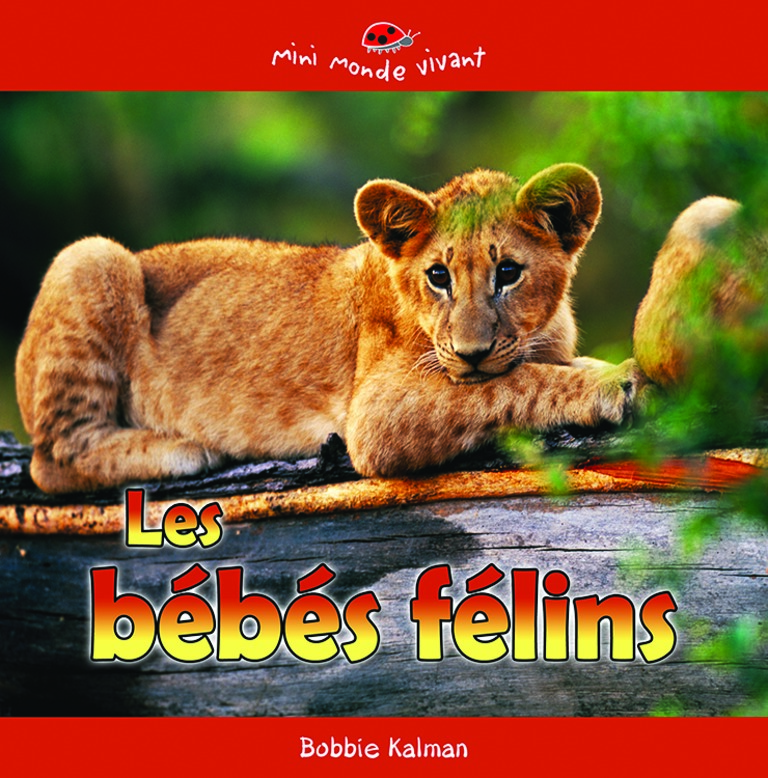 Les bébés félins