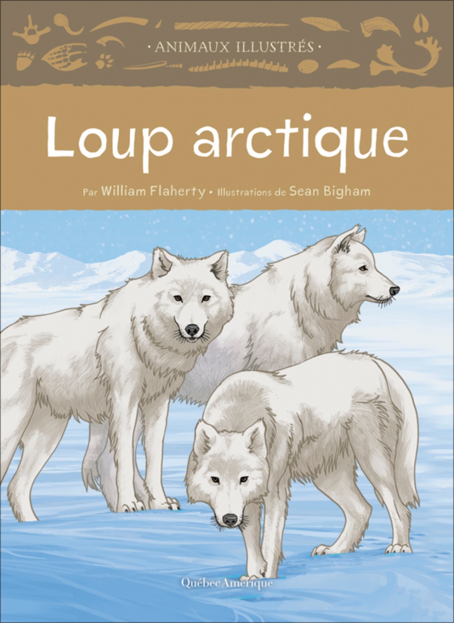 Loup arctique